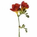 Фрезия-Freesia-Du Mandarine-50cm-27gr 0fc03cee-a6db-11f0-0a80-019200542502
