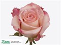 Роза-Rosa-Rhoslyn-40cm-QA 0fc8cdb4-bfa9-11ec-0a80-0b4c000af694