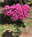 Роза куст-Rosa sp-Misty Bubbles--40cm-RS 0fcc7dc6-3c38-11ef-0a80-15540025dcbc