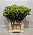 Скиммия-Skimmia-J Frank Whit Bs-45cm 0fcf1c0f-f88f-11f0-0a80-01270001304d