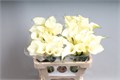 Калла-Zantedechia-Snowstar-60cm 0fd0d1b3-39b1-11ee-0a80-11c7003f014a