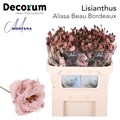 Лизиантус G-Lisianthus G-Dye Alissa Beau Bordeaux-70cm 0fd17b8d-a6db-11f0-0a80-01920054251c