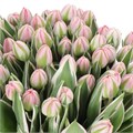 Тюльпан-Tulip-Du Beth Hart-35cm-30gr 0fd3b61f-a6db-11f0-0a80-01920054251f