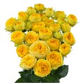 Роза куст-Rosa sp-Golden Trendsetter--50cm-Si 0fdbb92e-ded5-11ee-0a80-04f30033bca4