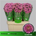 Хризантема сант-Chrysant sant-Ellison Pink-55cm-110gr 0fe57871-a6db-11f0-0a80-019200542539