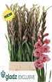 Гладиолус Gr-Gladiolus Gr-Cherry Candy-120cm-200gr 0fe9eb16-39b1-11ee-0a80-11c7003f014d