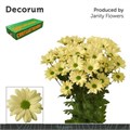 Хризантема куст-Chrysant Tr-Kennedy Cream-70cm-85gr 0fef4baa-f88f-11f0-0a80-012700013053
