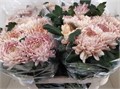 Хризантема одн-Chrysant Gr-Allouise Salmo-80cm-115gr 0ff8d3a1-a6db-11f0-0a80-019200542554