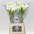 Калла-Zantedechia-Crystal Blush--55cm 00faf089-e643-11ec-0a80-015b000a0f88