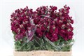 Маттиола-Matthiola-Anyt Red-55cm 100716d7-39b1-11ee-0a80-11c7003f0153