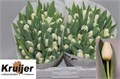 Тюльпан-Tulip-En Antarctica-38cm-38gr 10098efc-f88f-11f0-0a80-01270001305c