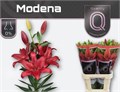 Лилия-Lilium-La Modena-90cm 100c7518-a6db-11f0-0a80-019200542572