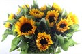 Подсолнух-Helianthus-Sunrich Orange-  -80cm 00fe94ae-bfa5-11ec-0a80-0b4c00077fba