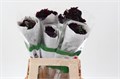 Скабиоза-Scabiosa-Merlot Bon Bon Sc Fu-60cm 1023f5f3-39b1-11ee-0a80-11c7003f0159