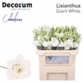 Лизиантус G-Lisianthus G-Arena Giant Wh-72cm 1040e809-39b1-11ee-0a80-11c7003f015c