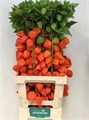 Физалис-Physalis-ampion Tak-80cm 1050d765-bfa5-11ec-0a80-0b4c00078ff7