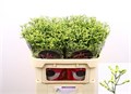 Лимониум-Limonium-Sin China Summer-70cm-20gr 00ff2d3d-ce3b-11ed-0a80-10030009eb2f