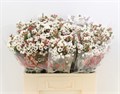 Ваксфлауэр-Chamelacium-Moonl Delight-60cm-55gr 1057af9f-39b1-11ee-0a80-11c7003f015f