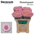Хризантема одн-Chrysant Gr-Etrusko-70cm-85gr 105a1ec9-bfa6-11ec-0a80-0b4c0008720b