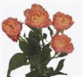 Роза куст-Rosa sp-La Mandarina-60cm-RS 105af8ec-5020-11ef-0a80-117a00191f9d