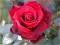 Роза-Rosa-Dallas-50cm-QA 107fa53e-5784-11ee-0a80-0b7d0005d63f