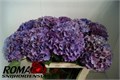 Гортензия-Hydrangea-M Rodeo Cl-/75cm 10881c93-41ae-11ee-0a80-0349000f6a9d