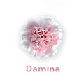 Гвоздика SE-Dianthus SE-Damina-FC/ 109bd100-7149-11ed-0a80-0fed0007ee7d