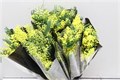 Мимоза-Mimosa-Mirandole-60cm 01027113-8bf4-11ed-0a80-070800d38cd8