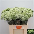 Трахелиум-Trachelium-Wh Lake Michig-70cm 10bcf85a-bfa5-11ec-0a80-0b4c0007906a