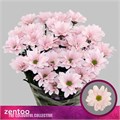 Хризантема куст-Chrysant Tr-Babe-65cm-80gr 10da501a-39b1-11ee-0a80-11c7003f0168