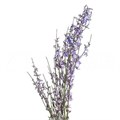 Гениста-Genista-Milka 11043a98-a631-11ed-0a80-03d300439bb1