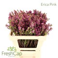 Эрика-Erica-Pink-50cm 111cc5b8-bfa5-11ec-0a80-0b4c000790d1