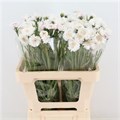 Василек-Centau-Ov-White-60cm 1170664f-eefd-11ed-0a80-0ca000b669c4
