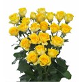 Роза куст-Rosa sp-Goldilocks--60cm-Si 11736338-2af4-11ef-0a80-17140006f043