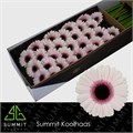 Гербера-Gerbera-Mi Abby Lou Doos-45cm/ 11993bb0-0a14-11ee-0a80-0c73005bfe6e
