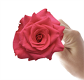 Роза-Rosa-V.I.Pink-50cm-AG 11a224bc-8887-11ee-0a80-098d005c889a