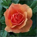 Роза-Rosa-Queen Bee-40cm-PE 11a25d11-c159-11ec-0a80-0cb60009cda3