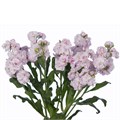 Маттиола-Matthiola-Spray Pink--NA 11c9d942-4316-11ee-0a80-005d002e7f9b