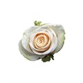 Роза-Rosa-Vendela-40cm-MS 11ebbf25-bfa9-11ec-0a80-0b4c000af9ae