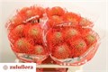 Леукоспермум-Leucospermum-Co Succession-/40cm 120ee35c-d1a8-11ee-0a80-03960015d1c2