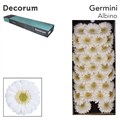 Гербера-Gerbera-Germini Albino Doos-/45cm 1223c9c4-4bfa-11ef-0a80-162100370cb7