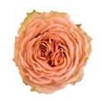 Роза-Rosa-Country Home-50cm-PE 12263e52-dce9-11ec-0a80-06bf000e1090