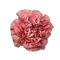 Гвоздика ст-Dianthus st-Lege Pink-70cm 1278dd02-bfa4-11ec-0a80-0b4c000698c7