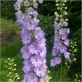 Дельфиниум-Delphinium-Guinever-60cm-IS 127b78ce-33f7-11ef-0a80-0dc00001cd52
