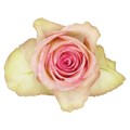 Роза-Rosa-Esperance-50cm--IS 0117571d-05b5-11f1-0a80-04fe0034aad5