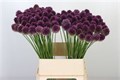 Аллиум-Allium-Sphaerocephalon-80cm 1281d052-6902-11ef-0a80-04d00083abef