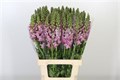Антирринум-Antirrhinum-Lavender Ex-75cm 12928295-6902-11ef-0a80-04d00083abf3