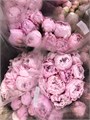 Пион-Paeonia-Marguerite Gerard-60см (IT) 12a682d7-3184-11f0-0a80-043b000eb6ca