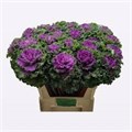 Брассика-Brassica-Ruffle Red-60cm 12a9eb0d-6902-11ef-0a80-04d00083abfa