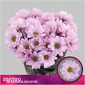 Хризантема куст-Chrysant Tr-Precious 12ae5ea4-8afa-11ef-0a80-156c0012c738